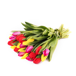 Kolorowe tulipany od 25 do...