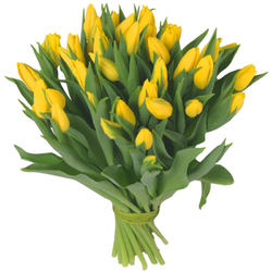 Żółte tulipany od 25 do 75...